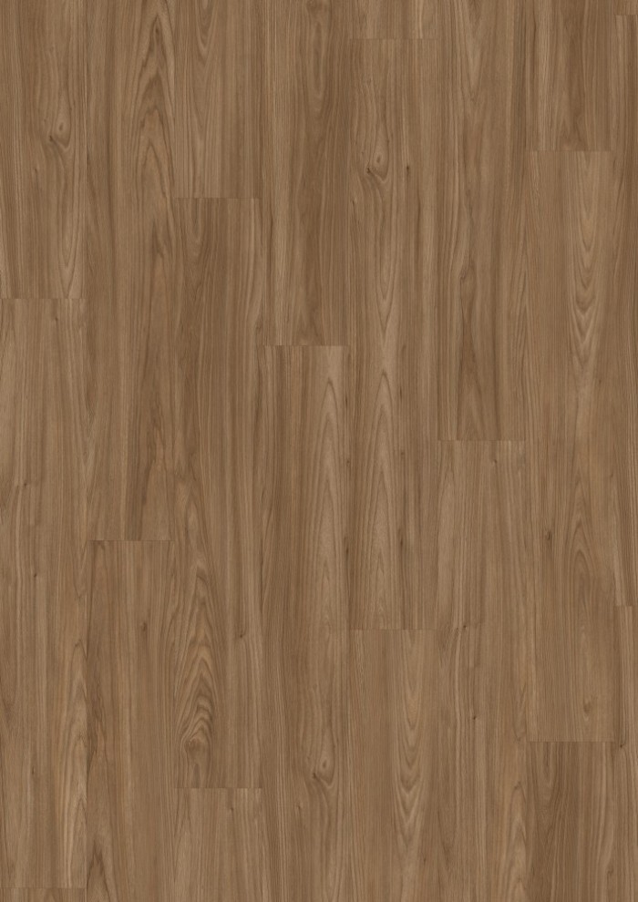 Akácia Seaview hnedá